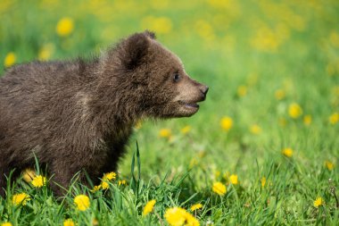 Yaz sahasında oynayan kahverengi ayı yavrusu