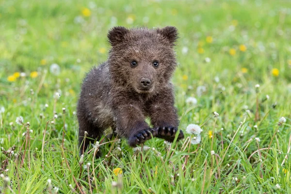 Медвежонок играет на летнем поле — стоковое фото