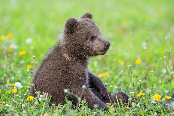 Hnědý medvídek hraje na letním poli — Stock fotografie