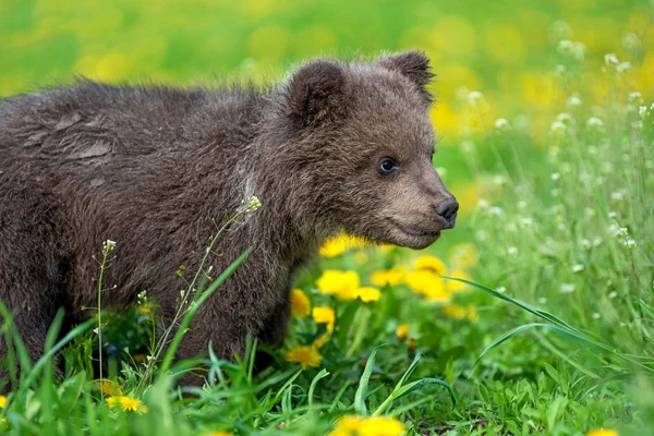 Brown bear cub playing on the summer field — Stock Photo, Image