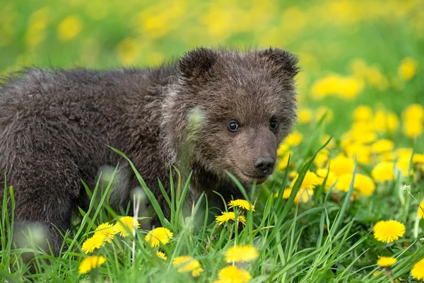 Brown cachorro de oso jugando en el campo de verano — Foto de Stock