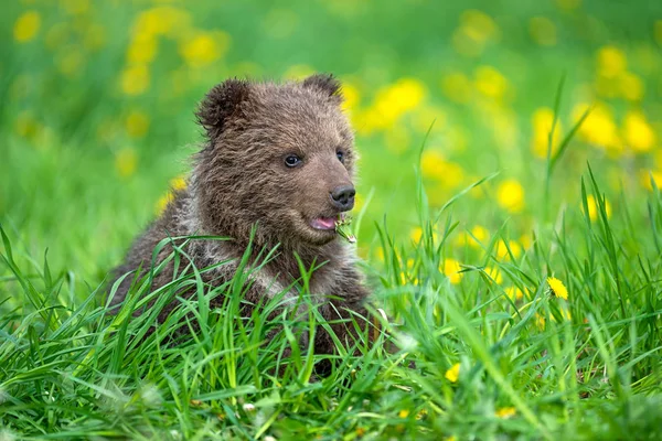 Коричневий ведмідь куб граючи на літній полі — стокове фото