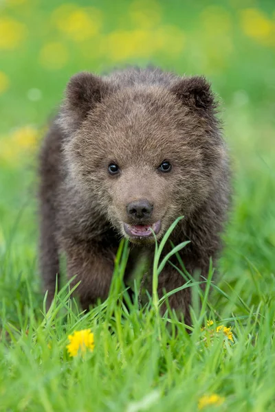 Brown cachorro de oso jugando en el campo de verano —  Fotos de Stock