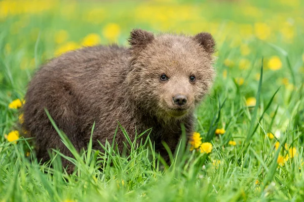 Brown cachorro de oso jugando en el campo de verano —  Fotos de Stock