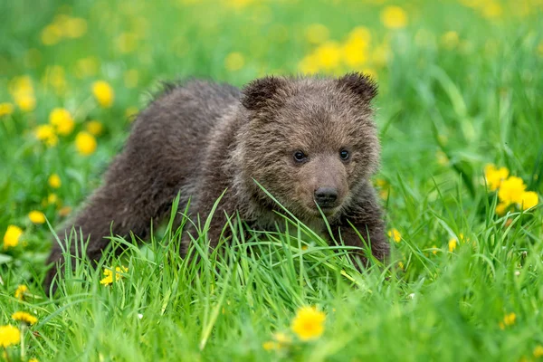 夏のフィールドで遊ぶヒグマのカブ — ストック写真