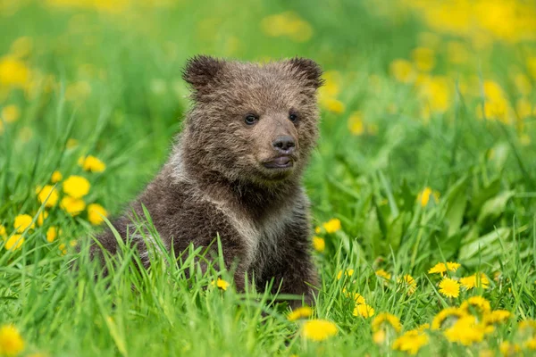 Bruine beer cub spelen op de zomer veld — Stockfoto