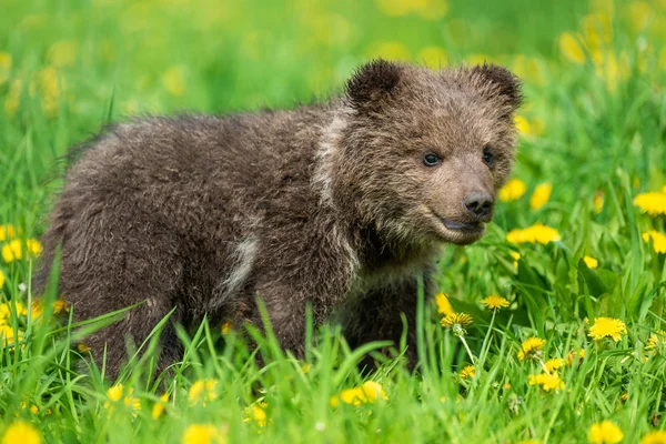 Yaz sahasında oynayan kahverengi ayı yavrusu