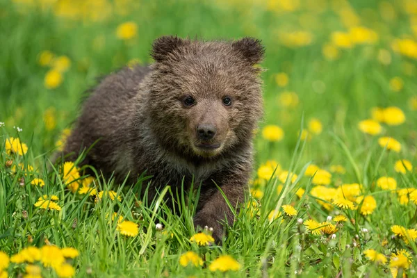 여름 들판에서 노는 갈색 곰 새끼 — 스톡 사진