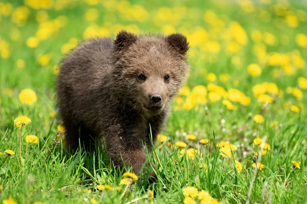 Cucciolo di orso bruno che gioca sul campo estivo — Foto Stock