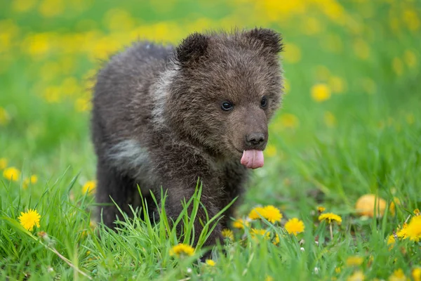 Brown urso filhote jogando no campo de verão — Fotografia de Stock