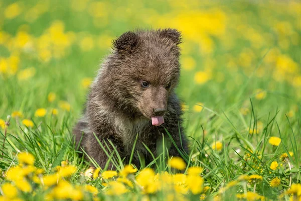 Brunbjörn unge spelar på sommaren fältet — Stockfoto
