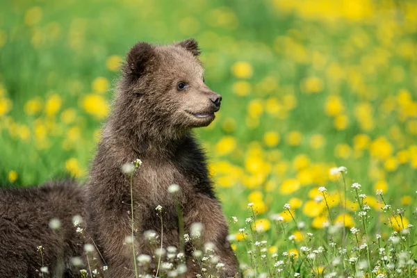 Hnědý medvídek hraje na letním poli — Stock fotografie