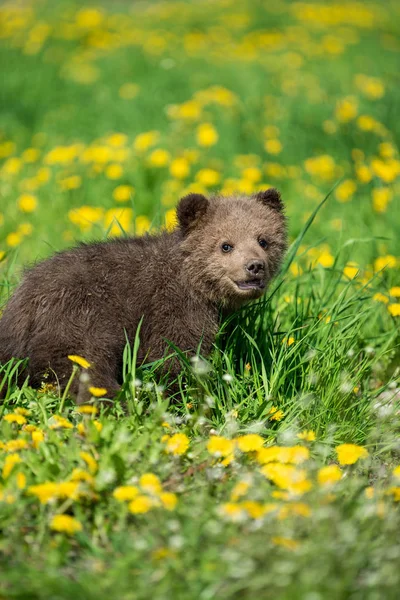Коричневий ведмідь куб граючи на літній полі — стокове фото