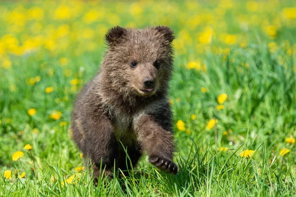 Brown bear cub playing on the summer field — Stock Photo, Image