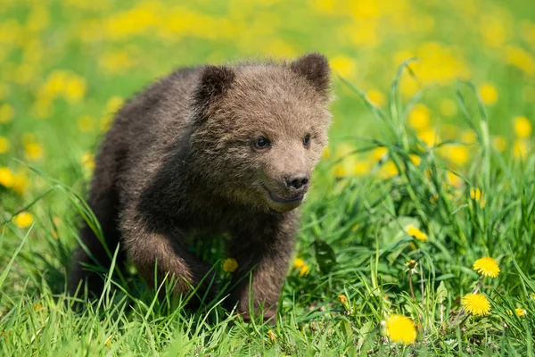 Cucciolo di orso bruno che gioca sul campo estivo — Foto Stock