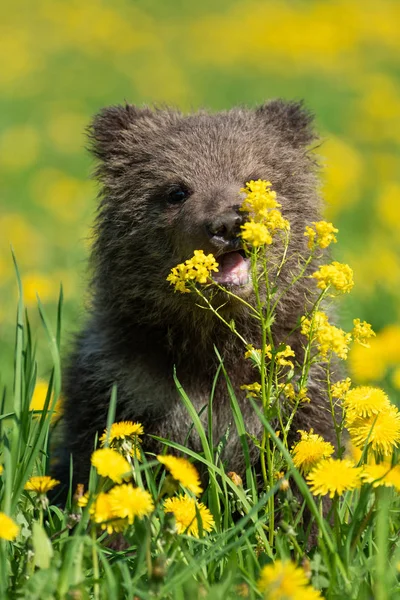 Brown urso filhote jogando no campo de verão — Fotografia de Stock