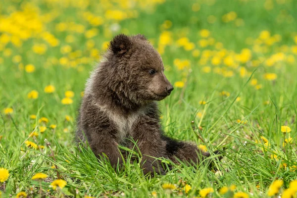 Коричневий ведмідь куб граючи на літній полі — стокове фото