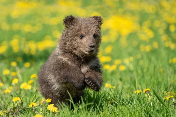 Yaz sahasında oynayan kahverengi ayı yavrusu