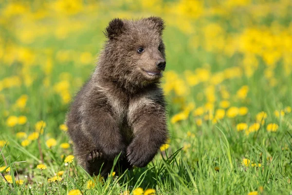 Brown urso filhote jogando no campo de verão — Fotografia de Stock