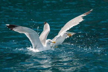 Gull balık aşağı avcılık