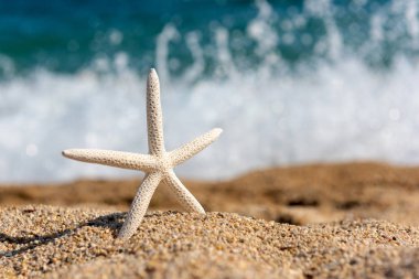 Güneşli bir günde deniz kenarında kumda denizyıldızı Denizi