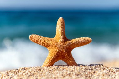 Güneşli bir günde deniz kenarında kumda denizyıldızı Denizi