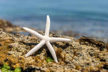 Güneşli bir günde deniz kenarında kum üzerinde Seashells