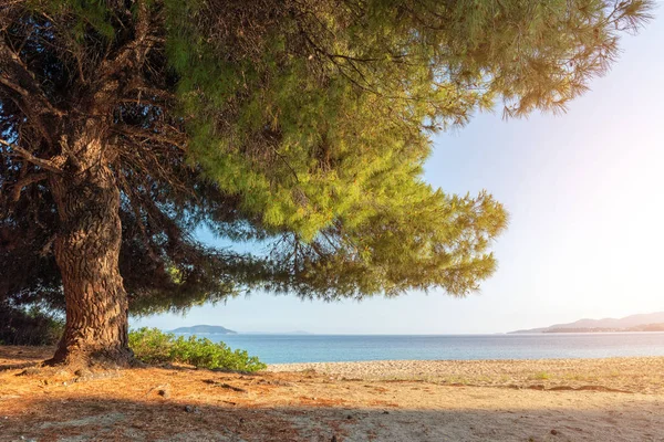 Pino en la playa con sol —  Fotos de Stock