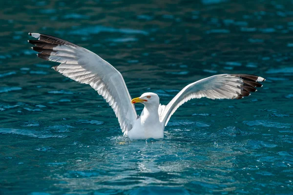 Gull hunting down fish — Stock Photo, Image