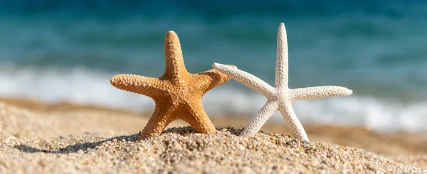 Seashells rozgwiazdy na piasku nad morzem w słoneczny dzień — Zdjęcie stockowe