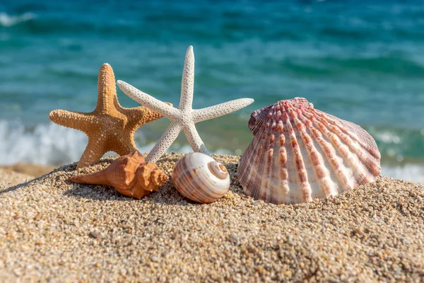 Seashells na areia junto ao mar em um dia ensolarado — Fotografia de Stock