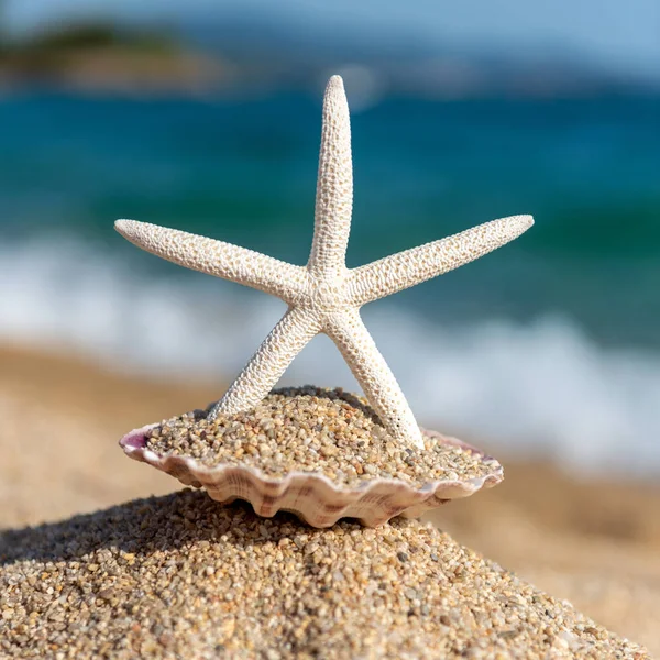 Estrella de mar conchas marinas en la arena junto al mar en un día soleado —  Fotos de Stock