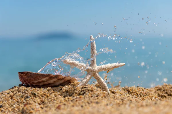 Seashells na areia junto ao mar em um dia ensolarado — Fotografia de Stock