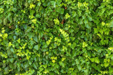 Yeşil sarmaşık. Arkaplan ve dokuyu kavra