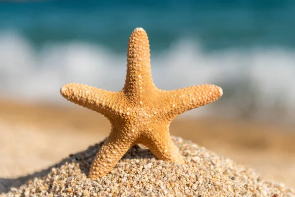 Starfish Seashells på sanden vid havet på en solig dag — Stockfoto