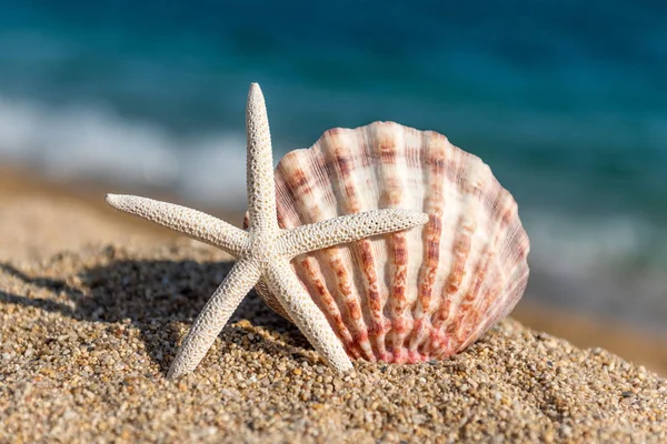 Snäckskal på sanden vid havet på en solig dag — Stockfoto