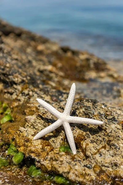 Conchas Starfish na areia junto ao mar em um dia ensolarado — Fotografia de Stock