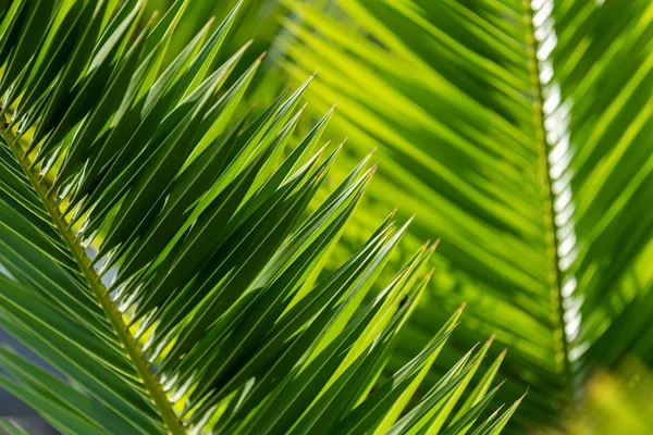 Green palm leaves in tropical forest — Stock Photo, Image