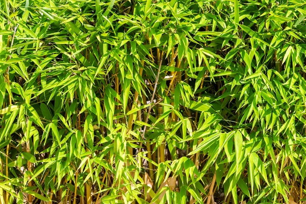 Bamboo forest texture — Stock Photo, Image
