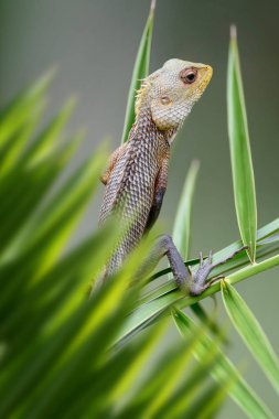 Ormanda kertenkele portresi