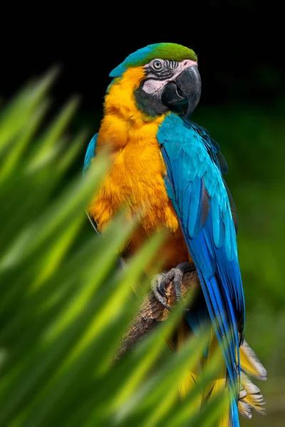 Papegaai portret in de jungle — Stockfoto