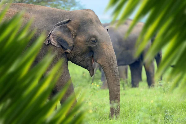 Το πορτρέτο του ελέφαντα στη ζούγκλα — Φωτογραφία Αρχείου