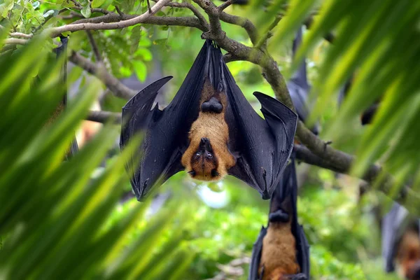 Retrato de zorro mosca en la selva — Foto de Stock