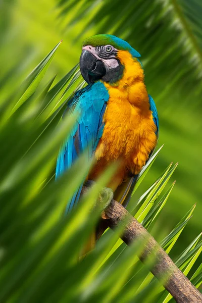 Retrato de loro en la selva — Foto de Stock