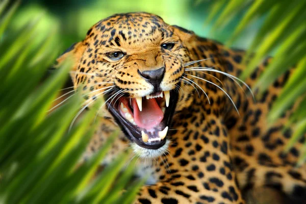 Retrato de leopardo en la selva —  Fotos de Stock