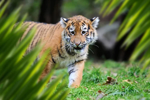 Retrato de tigre en la selva —  Fotos de Stock