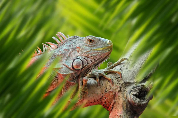 Retrato de iguana en la selva — Foto de Stock