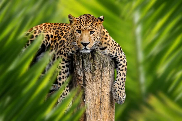 Leopard portrait in jungle — Stock Photo, Image