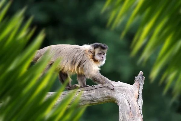 Retrato de macaco na selva — Fotografia de Stock