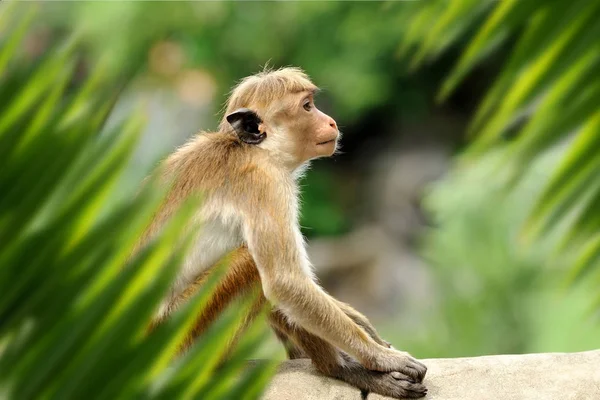 Monkey porträtt i djungeln — Stockfoto